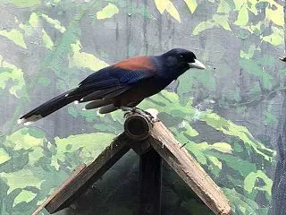上野動物園,ルリカケス