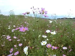 花野より上毛三山仰ぐ風／三山の風吹き渡る…