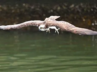 今日は西のミサゴを見に行きました！