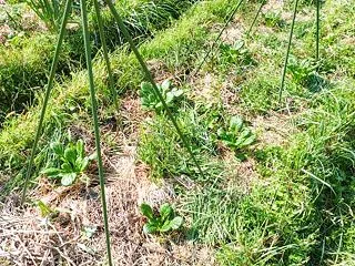 タアサイが順調です。
