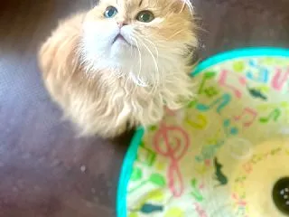 カリキャン界隈。