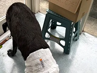 やってくれましたウォーキー