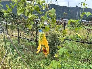 ゴーヤーの種取 のらぼう菜の定植