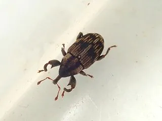 ゾウムシの一種