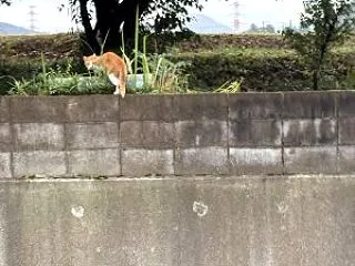 26/10/20（火）【おかあさん 海外…