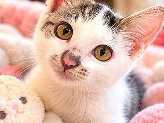 猫エイズ、猫白血病陰性でした！