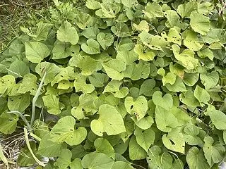 サツマイモの収穫