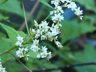 シャクチリソバの白い花