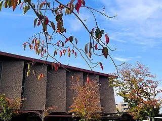 秋の石川県立図書館（2） 桜の紅葉 キン…