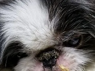 食べるのが下手？