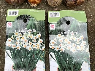 年明けの開花を期待して、「寒咲き水仙」と…