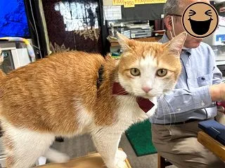 看板猫のいるお店で猫飲み そば処大むらさ…