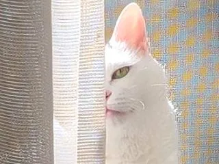 モアレ