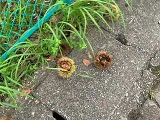 秋