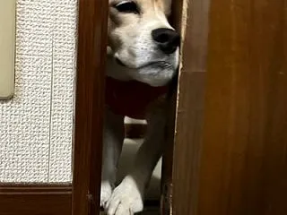リハビリで帰りが遅くなってしまいました。
