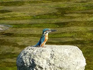 カワセミ