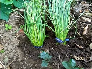 タマネギの苗を仮植えしました