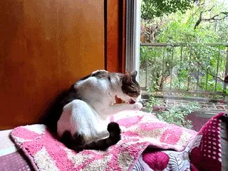 家の猫さん