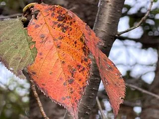 桜紅葉