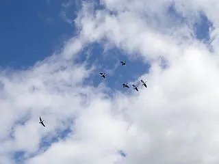 稲穂垂れ 玄鳥去りて 雁来たる
