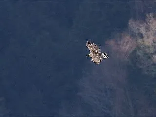 熊鷹