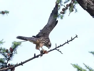 チゴハヤブサ第二子 油蝉の食事