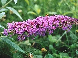 【誕生花】10月20日 フジウツギの花言…