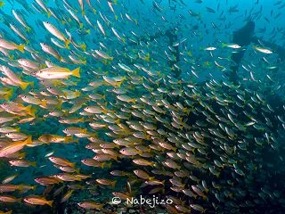 【Underwater: Log】Jan…