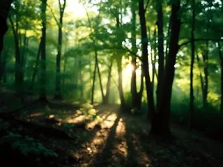 森林組合とは？法人としての特徴を解説