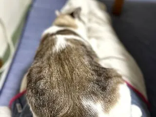 抱っこはキライな甘えん坊