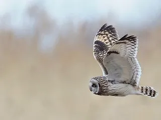 コミミズク