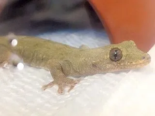 本日のヤモリです。2302日目