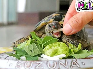 尿酸のかたまりが出た