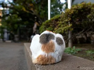 かぼ