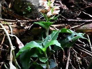 日本の野生蘭 アケボノシュスラン