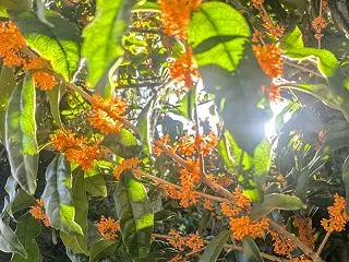 【秋です】今週末はAKIUSCHOLĒで…