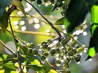 雨上がり