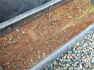 玉ねぎの苗がヤバイ！