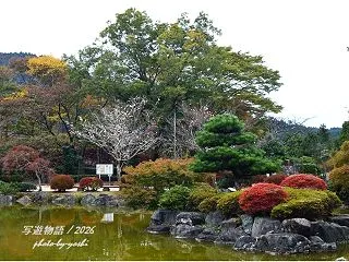 紅黄葉