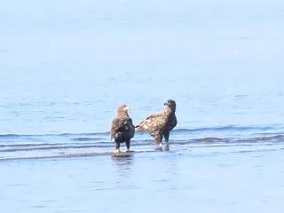 オジロ兄弟かな？