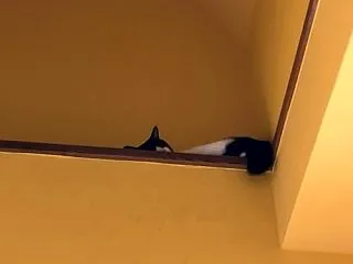 最近なかなか朝起きてこないよね、リッチー…