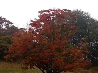 【2026池田町紅葉情報】 大峰高原 七…
