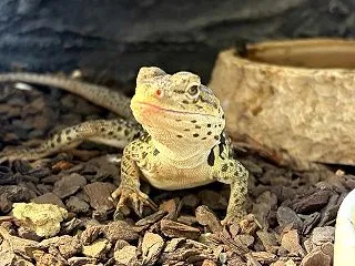 クビワトカゲ 再びペアに