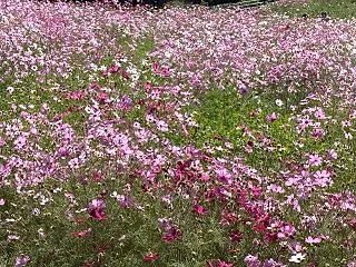 今日 私は犬になりました