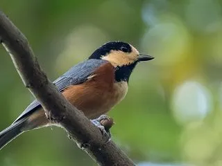 超久しぶりの探鳥は大苦戦