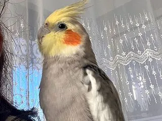 お預かりインコ