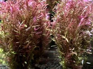 水草入荷案内！！10/20