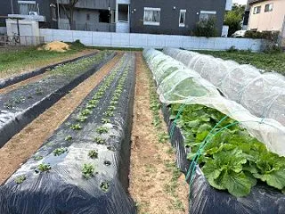 超極早生玉ねぎ苗も