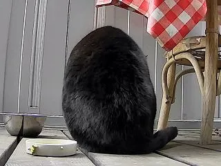 腰痛となる