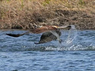 川面から飛び上がる！ミサゴ